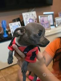 Chihuahua cuccioli