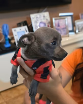 Chihuahua cuccioli