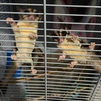 Petauro dello zucchero