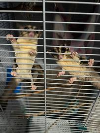 Petauro dello zucchero