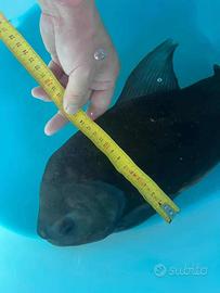 Pesce allevato