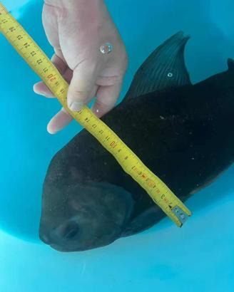 Pesce allevato