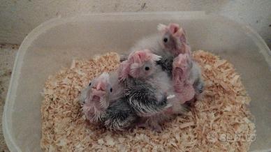 Pappagalli Calopsite