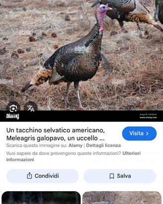 Tacchina selvatica