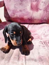 Cucciolo bassotto nano maschio 