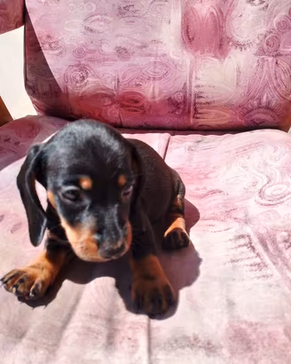 Cucciolo bassotto nano maschio 