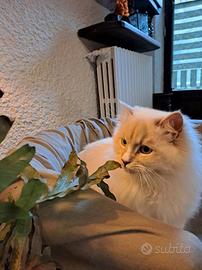 MASCHIO RAGDOLL CON PEDIGREE PER ACCOPPIAMENTO