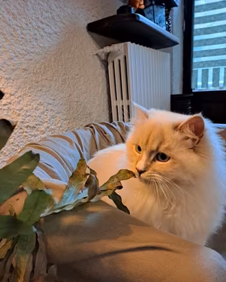 MASCHIO RAGDOLL CON PEDIGREE PER ACCOPPIAMENTO