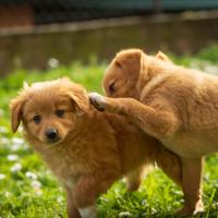 Cuccioli Volpino/Chihuahua