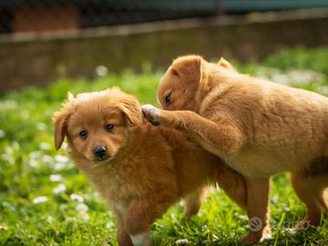 Cuccioli Volpino/Chihuahua