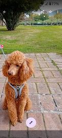 Cagnolina barboncino per accoppiamento