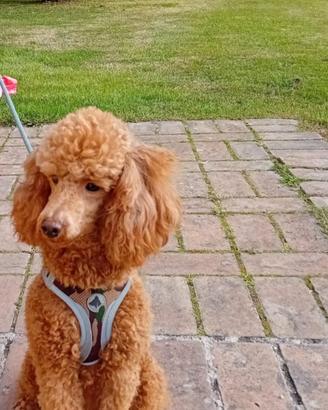 Cagnolina barboncino per accoppiamento