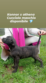 Cucciolo maschio cane corso italiano con pedigree