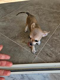 Chihuahua toy