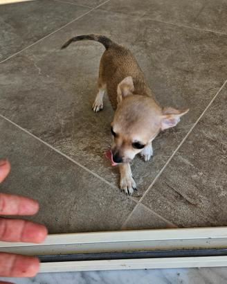 Chihuahua toy