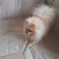 Volpino di pomerania