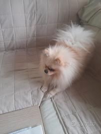 Volpino di pomerania