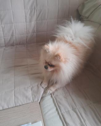 Volpino di pomerania