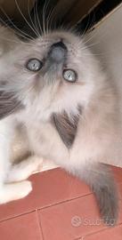 Ragdoll
