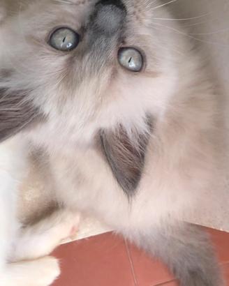 Ragdoll
