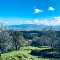 Oliveto panoramico colline Lucchesi