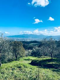 Oliveto panoramico colline Lucchesi