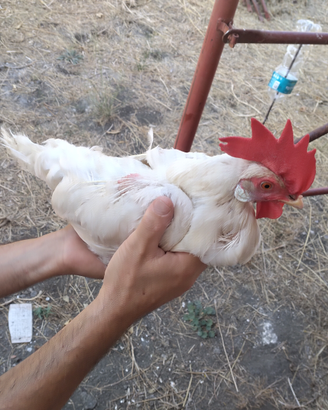 Gallina