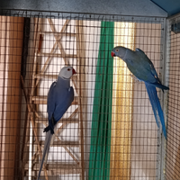 Parrocchetti dal collare