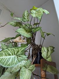 Pianta Syngonium