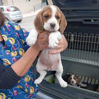 Disponibili cuccioli di beagle