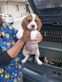 Disponibili cuccioli di beagle