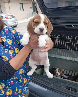 Disponibili cuccioli di beagle