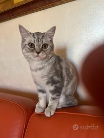 Gatto scottish straight