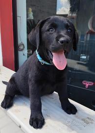 Labrador