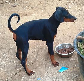 cuccioli di dobermann 