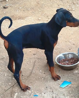 cuccioli di dobermann 