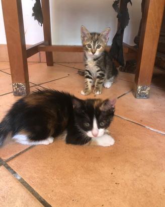 Due gattini femmine per l'adozione