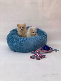 Pomerania