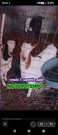 3 caprette nane