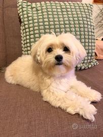 Maltipoo femmina disponibile per accoppiamento
