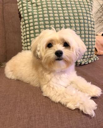 Maltipoo femmina disponibile per accoppiamento