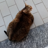 Micia tigrato europeo