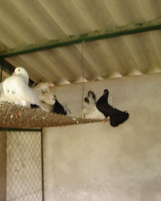 Colombe