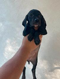 Cani da caccia