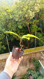 prebonsai di castagno 