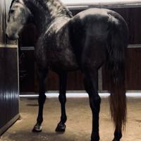 Cavallo Lusitano