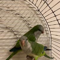 Inseparabili