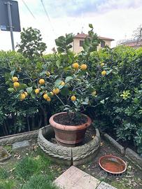 Piante di limoni