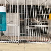 Gabbia per canarini/cardellini/pappagalli