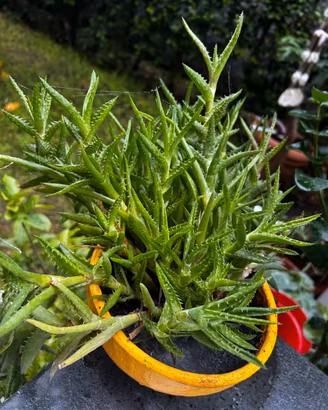 Aloe juvenna